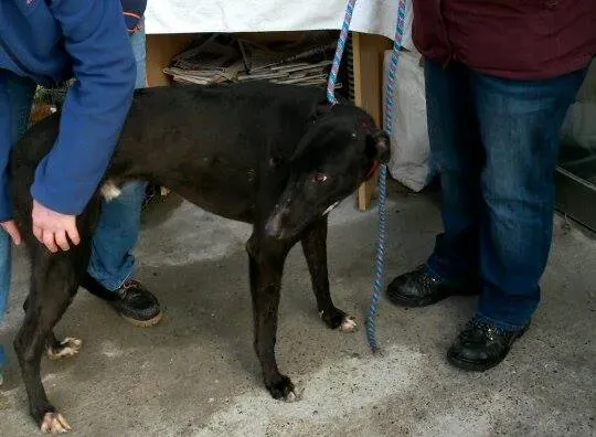 11006002 10204803652788972 1970103803 n