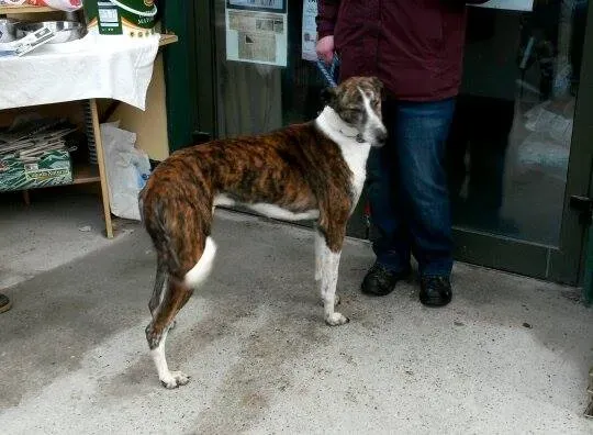 11007530 10204803746871324 1864727724 n