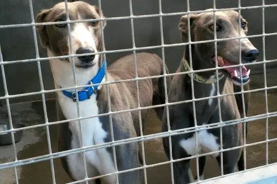 11008959 10204803570866924 685106222 n