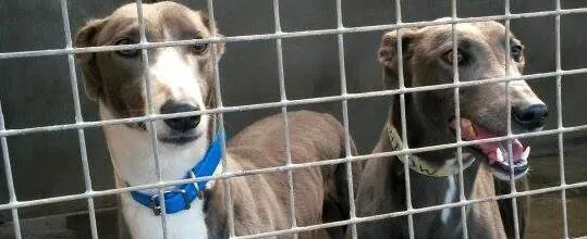 11008959 10204803570866924 685106222 n1