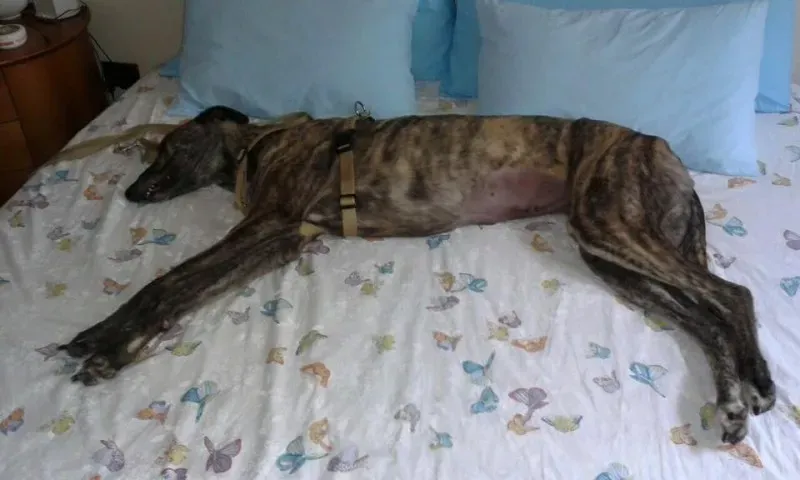 11009215 832360643514459 2132682962005976389 n