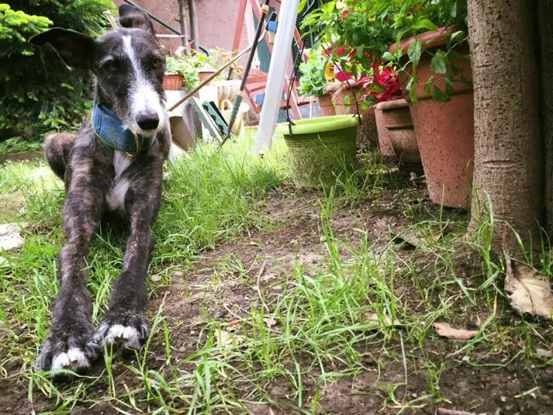 11011897 852822514801605 1871779700362645160 n