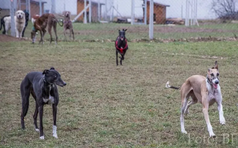 11012166 10207747468346242 5849375806807269823 n