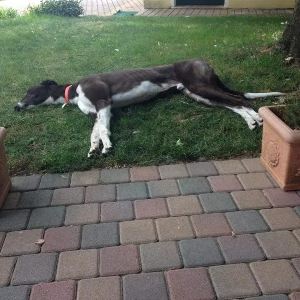 11012519 451003875069557 2572618021676411563 n