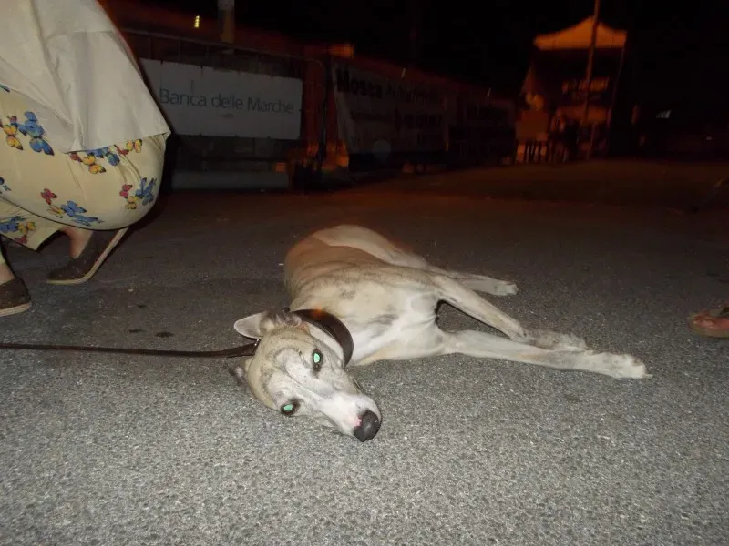 11012572 10203317084848115 7022228426835565014 o