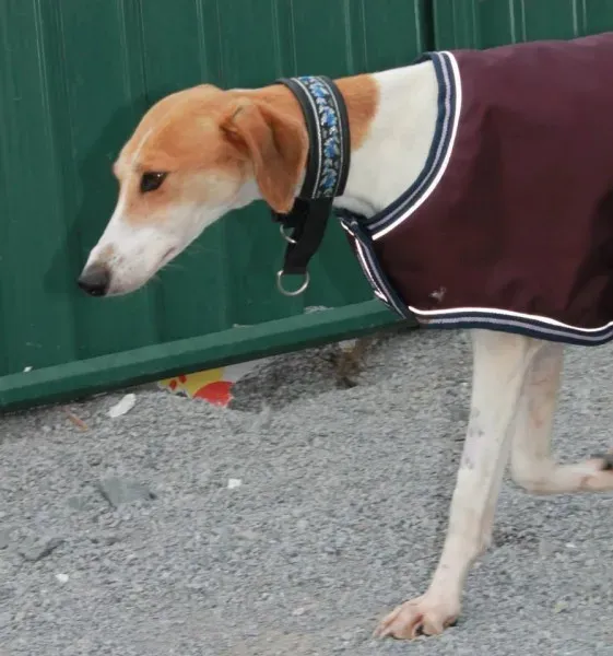 11013261 1077889275562104 4063021652870914875 n