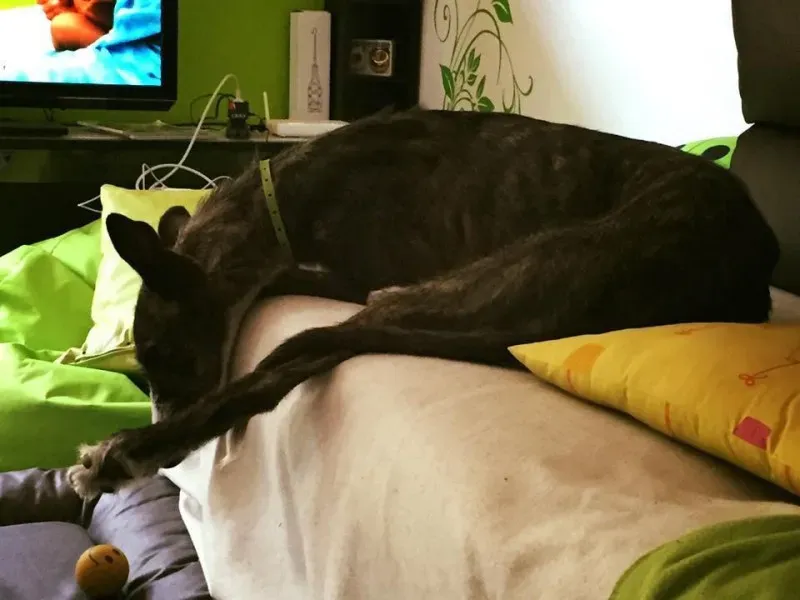 11013279 852822488134941 4196717200927346724 n