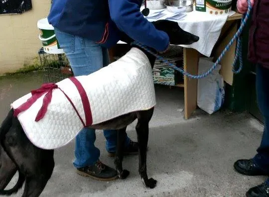 11016065 10204803890474914 2138442948 n