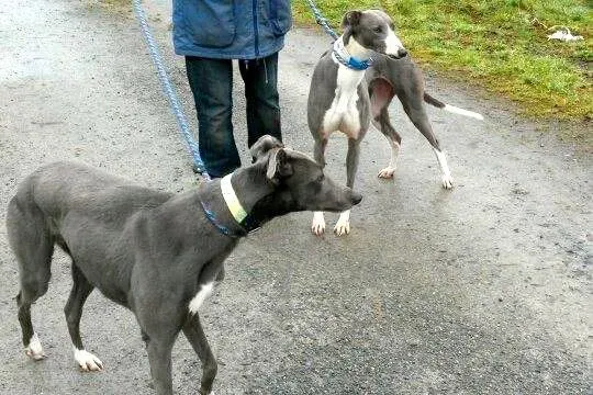 11016576 10204810077789593 847370565 n