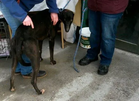 11016706 10204803652188957 1096932582 n 1