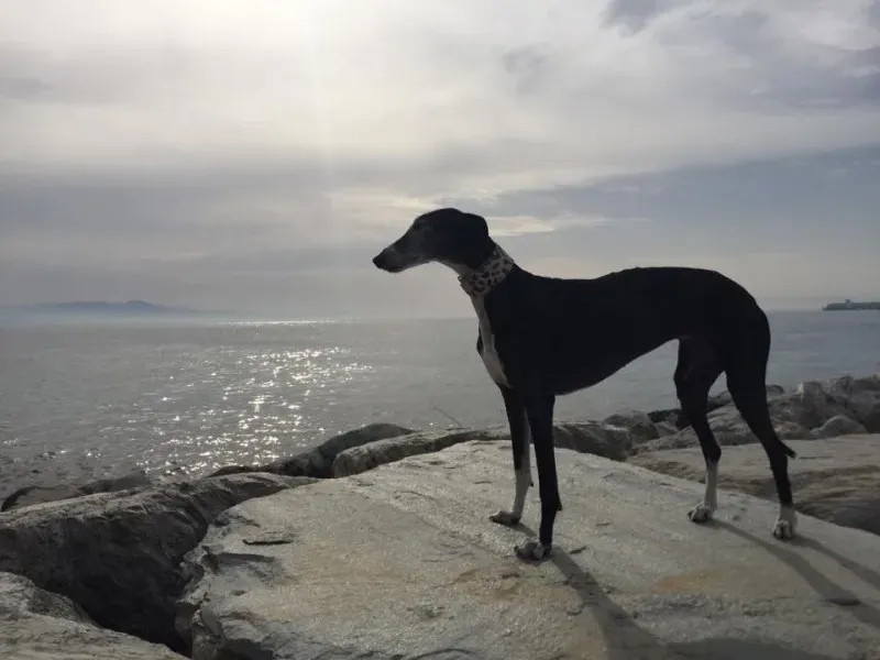 11017856 846191852131338 3899079804586163428 n