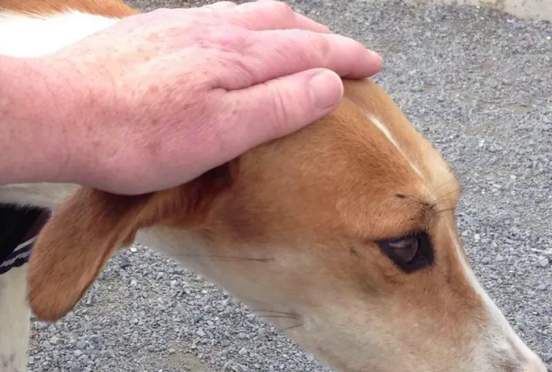 11028009 1077414872276211 3014424724485729741 n