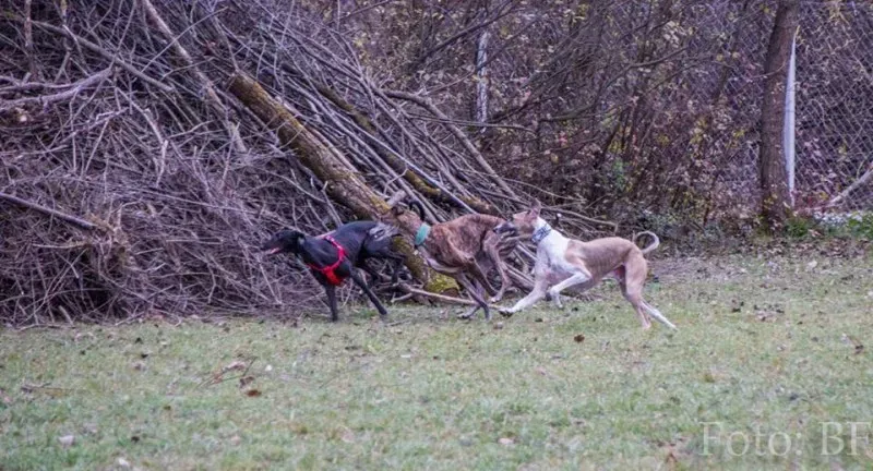 11033988 10207747468506246 951904232263496118 n