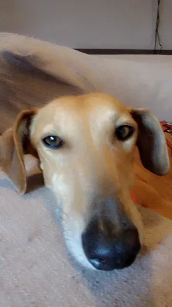 11037316 10205100809792547 3403399127653631872 n