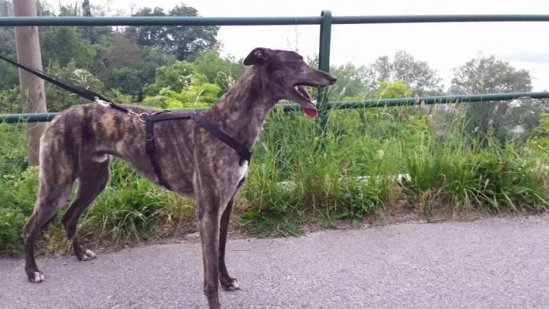 11038483 835877329829457 2876764593967118017 n