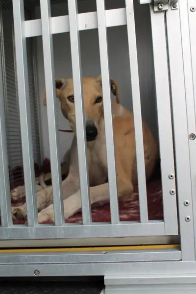 11038924 1014949881856044 7164107533533113433 n