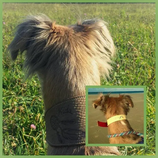 11040830 915734298510426 8499736035103656083 n