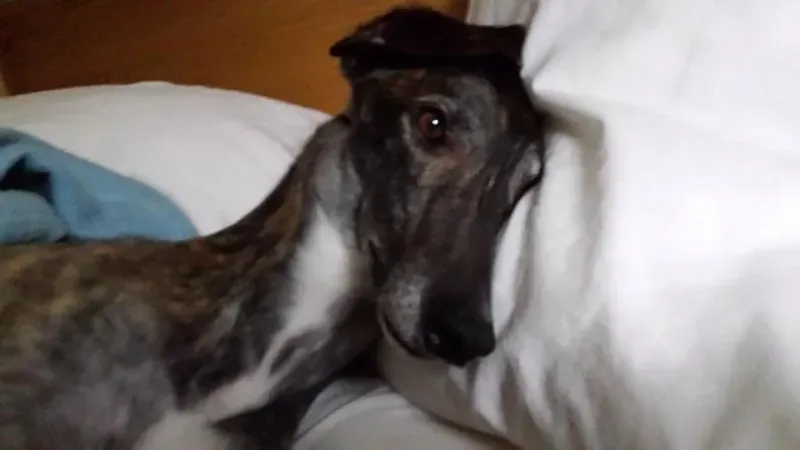 11046704 737552776342518 1269698124036524670 n