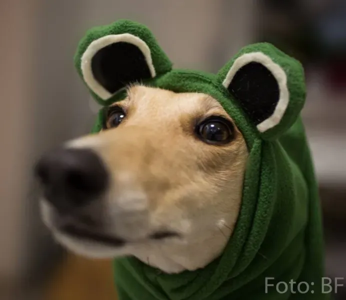 11046798 10153443035968402 7562672697330239058 n