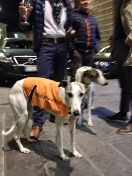 11050863 10204827364176322 2171488997936135177 n