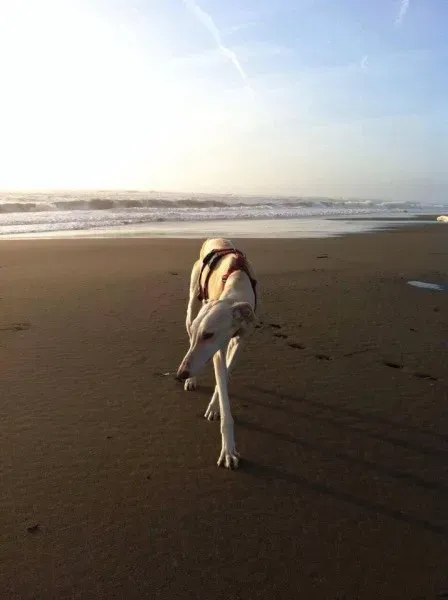 11056568 910165265733996 4606529521346058546 n