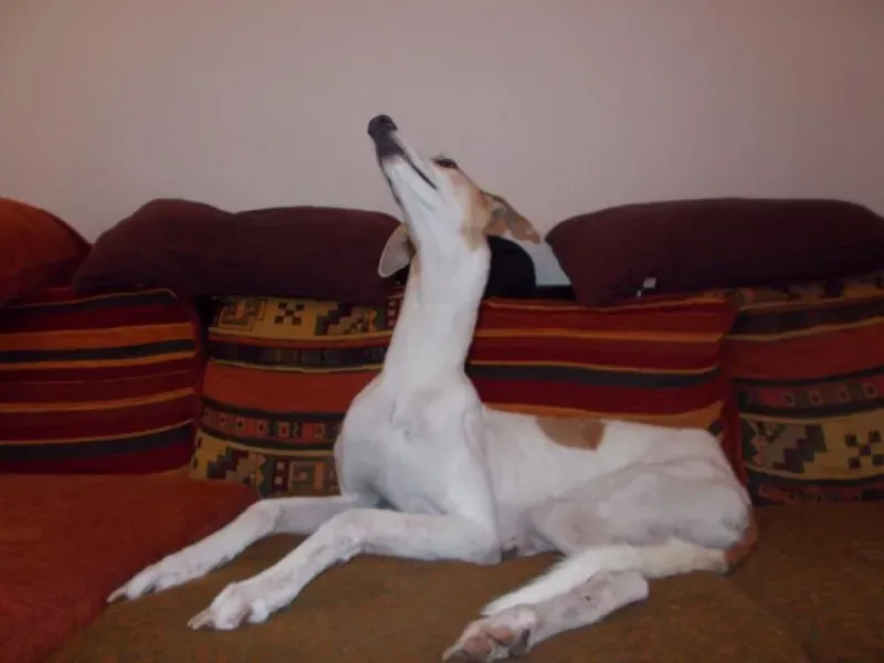 11057639 848727445211112 923325287598834513 n