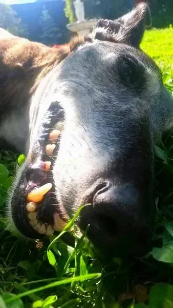 11060093 1426013187707293 8451346574075786571 n1