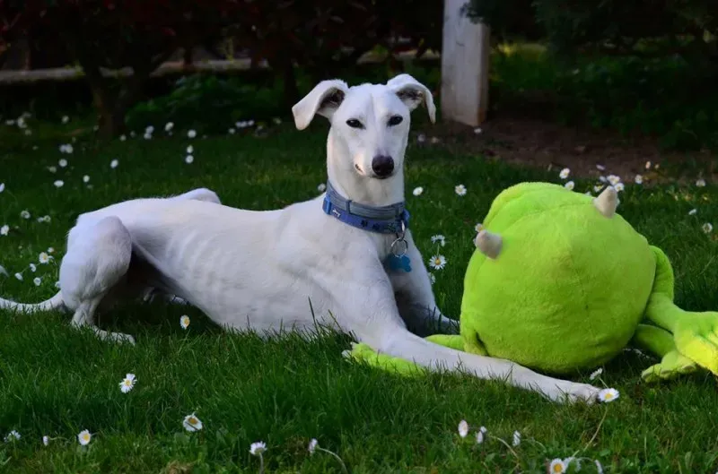 11062160 10207191207233472 8487561261082095827 n