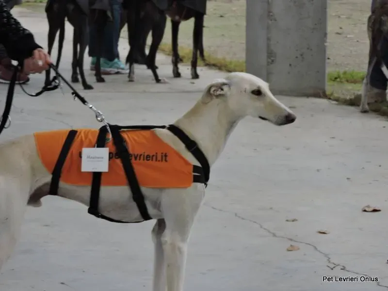 11063507 918532268230629 6995119793950046391 n