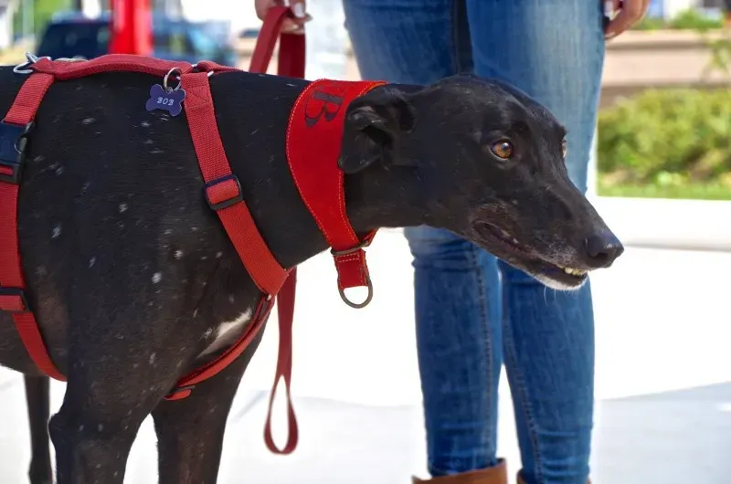 11063856 10202939887257476 6906838599858968628 o