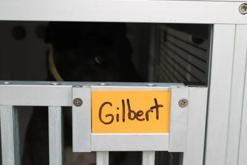 11074164 1014947238522975 6948948184650075799 n