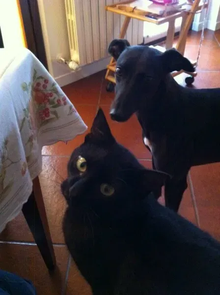 11080878 806526816097842 7928425900345552882 n