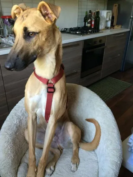 11081239 10206616025266404 5895156582157467591 n