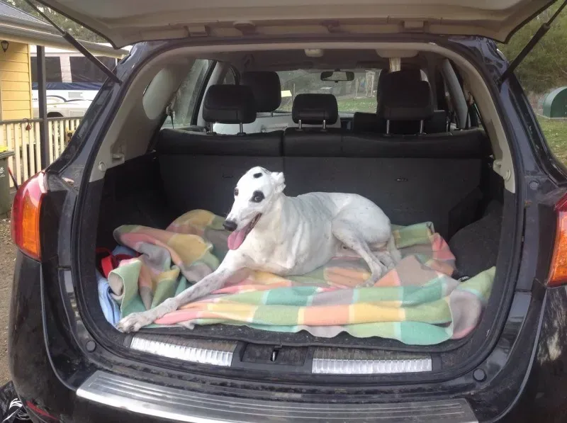 11087717 1635477360019139 9037936561529889495 o