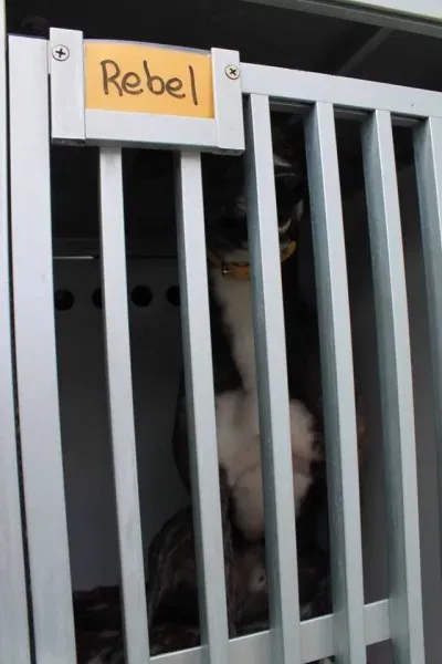 11094218 1014949525189413 3525470207973284614 n