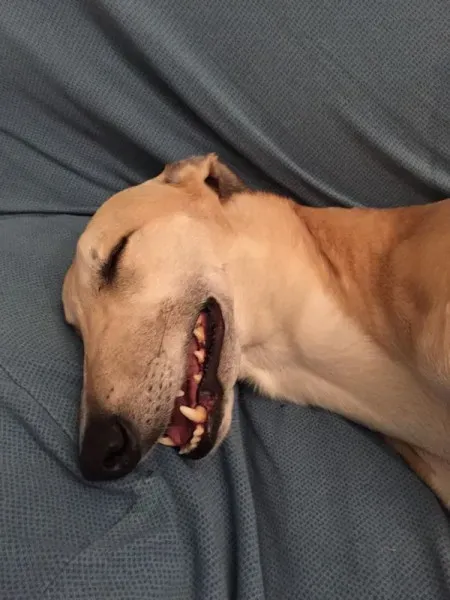 11102972 444823009007751 6732486254437347416 n