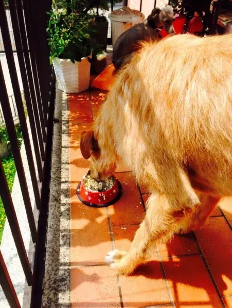 11108299 852164038208534 1925340809178386890 n