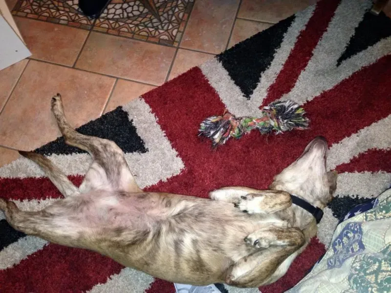 11108848 977330602284994 7458725276195352074 n