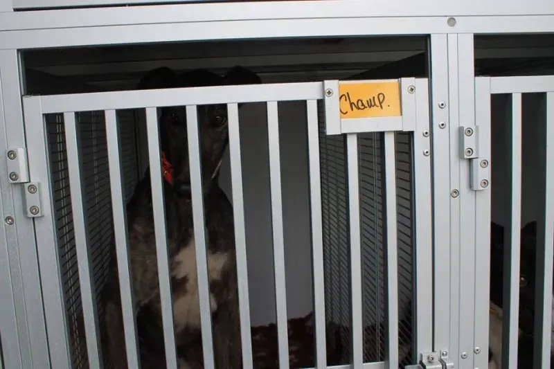 11110980 1014949771856055 3529129151007398561 n