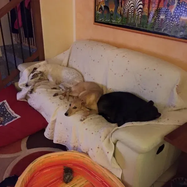 11121753 10204052258409061 2777222332618954180 n