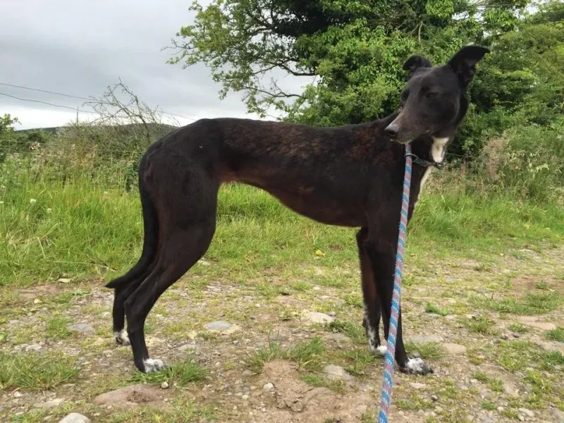 11121989 924579594269733 380742709 n