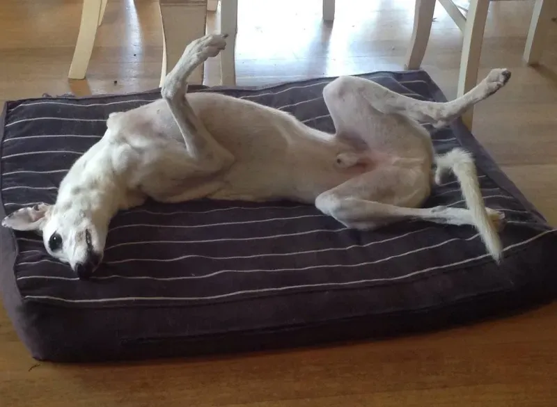 11124617 1638739219692953 3204321310329066158 o