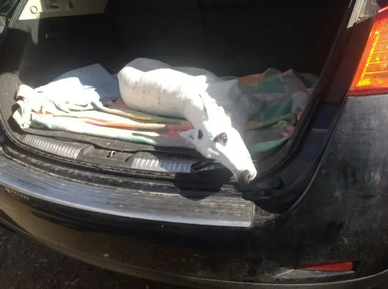 11134052 1637946243105584 3463233948189749287 o