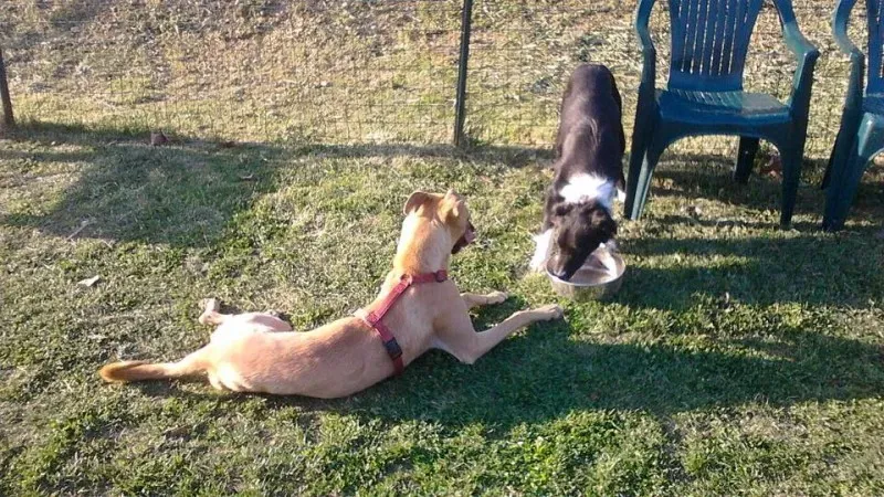 11139376 10206606371305061 8909118370439592050 n