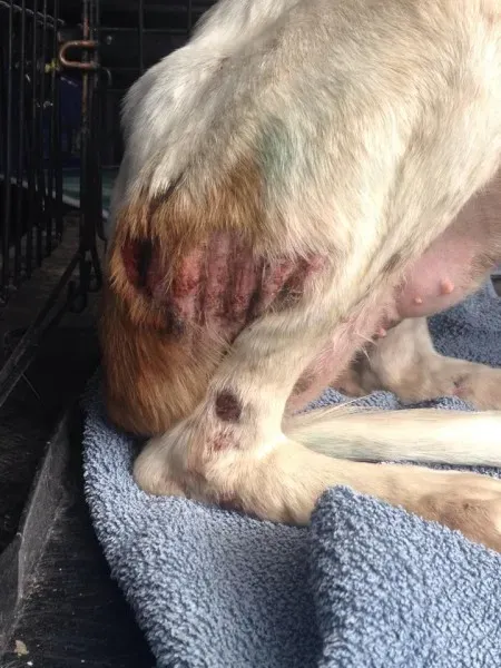 11140118 1072395042778194 8866336379026450775 n