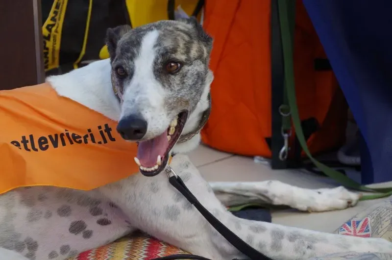 11140222 10202939886537458 1759927611202748925 o