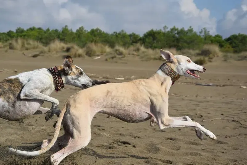 11140250 1485284891773362 3848812327941559405 n