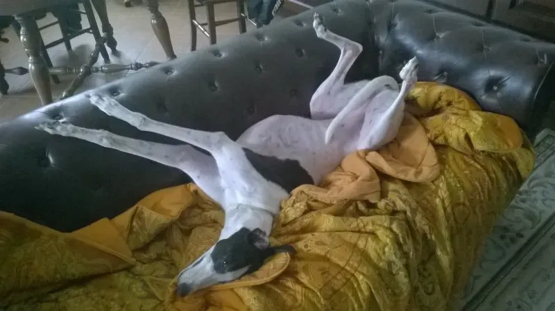 11145000 10207261978333435 8343728106357817557 o