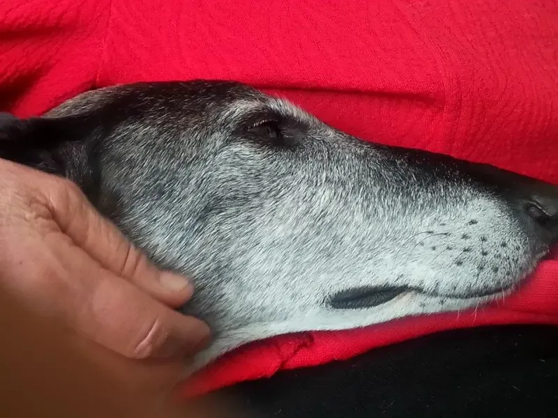 11146186 1418906085084670 7002296020541897853 n