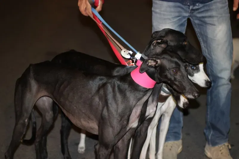 11147231 517884435046747 8972446922094277430 o